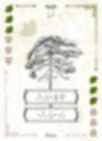 Pinus